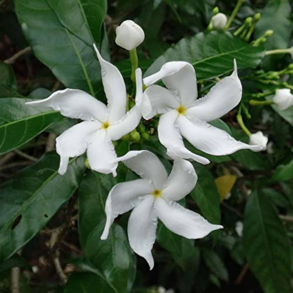 Single Petal White Tagar Flowers Plant