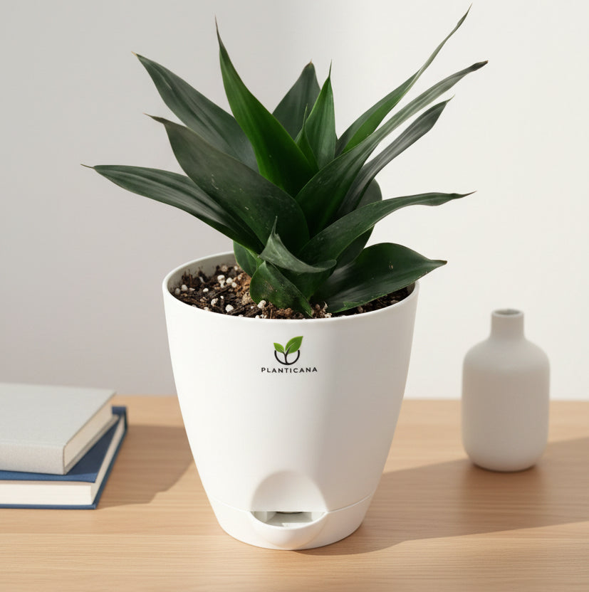 Sansevieria Black Dragon in Self-Watering Pot