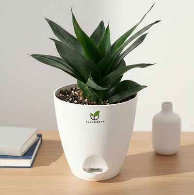 Sansevieria Black Dragon in Self-Watering Pot