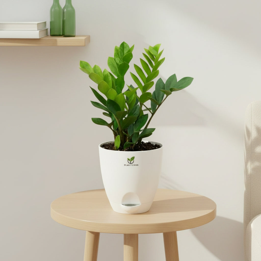 ZZ Plant in Self-Watering Pot