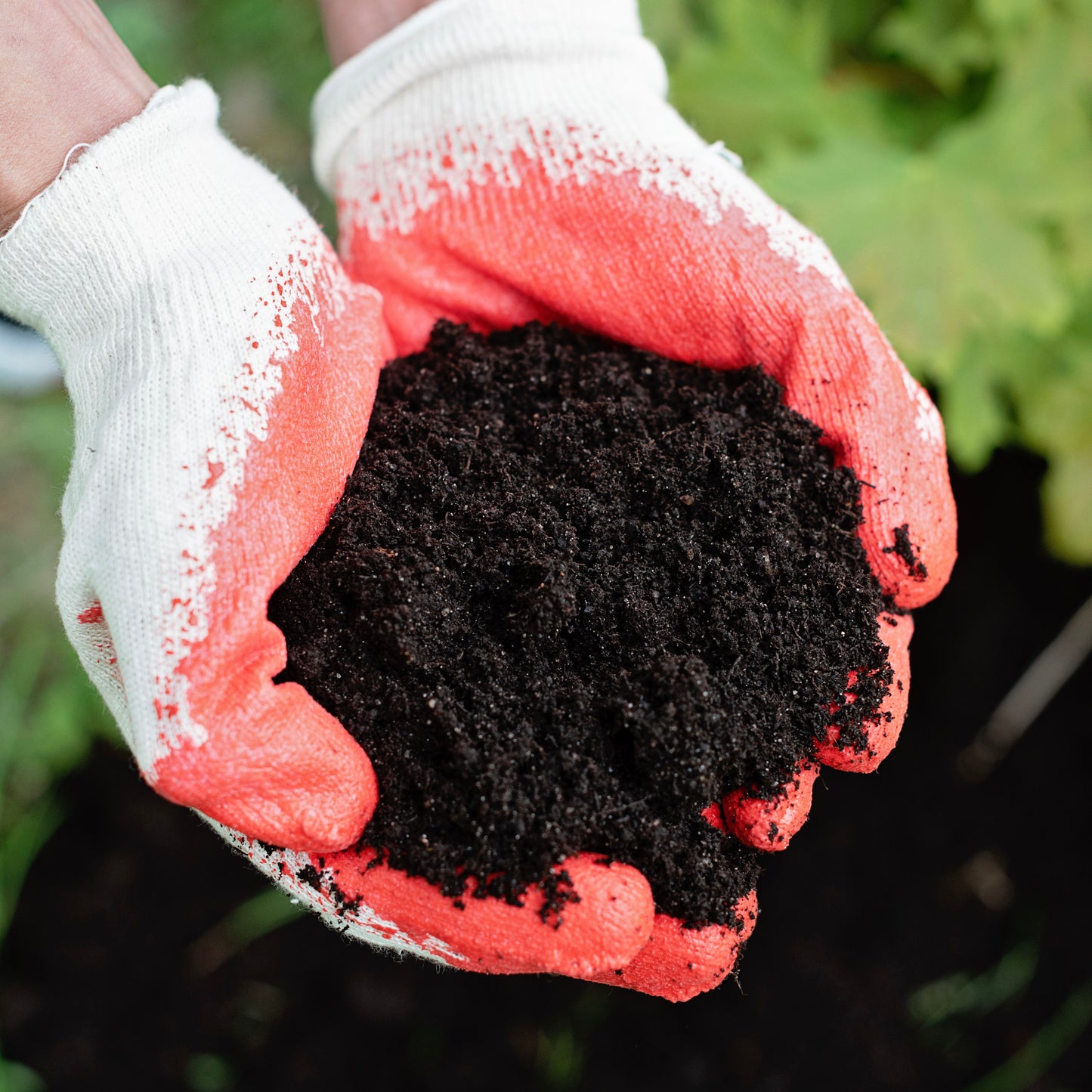 Vermicompost (Organic Fertilizer)