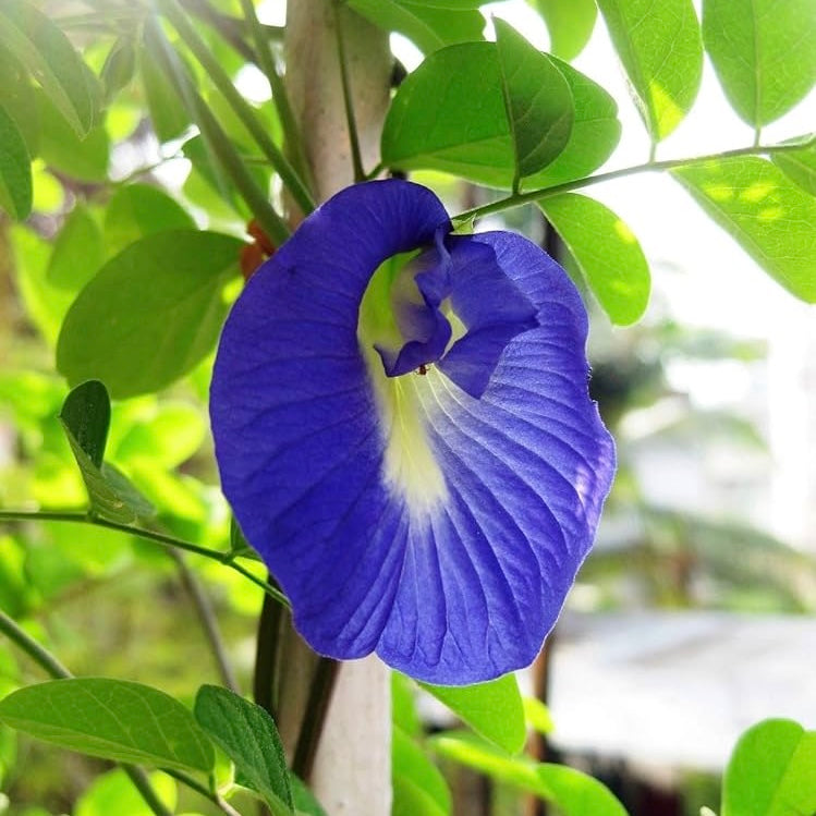 Blue Aparajita Plant (Butterfly Pea)