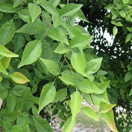 Bael Plant (Aegle Marmelos) – Sacred & Medicinal Fruit Plant