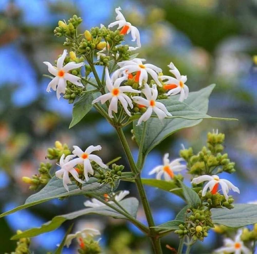 Parijat Plant (Night Flowering Jasmine)