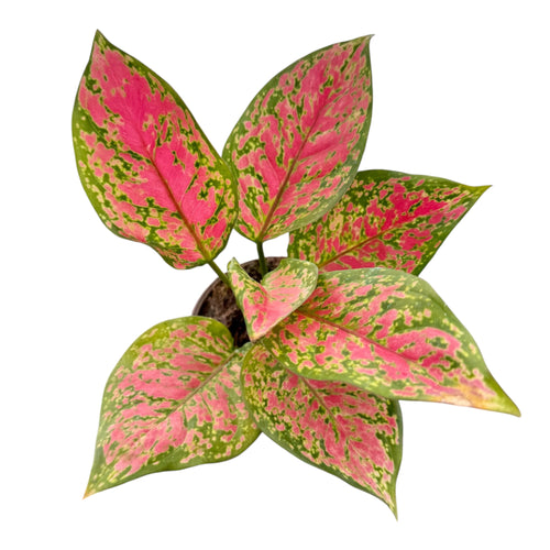 Aglaonema Red Valentine Plant