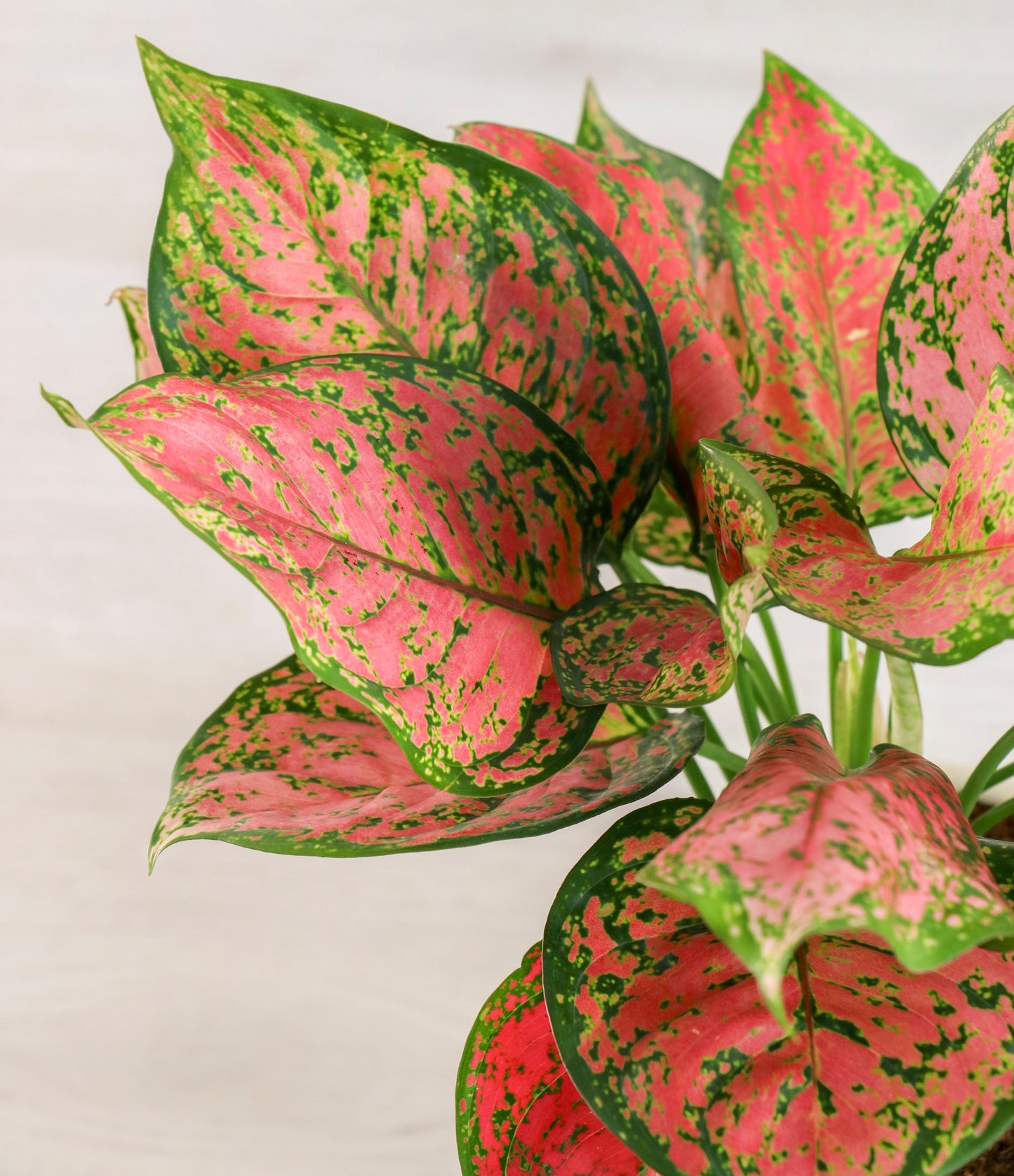 Aglaonema Red Valentine Plant