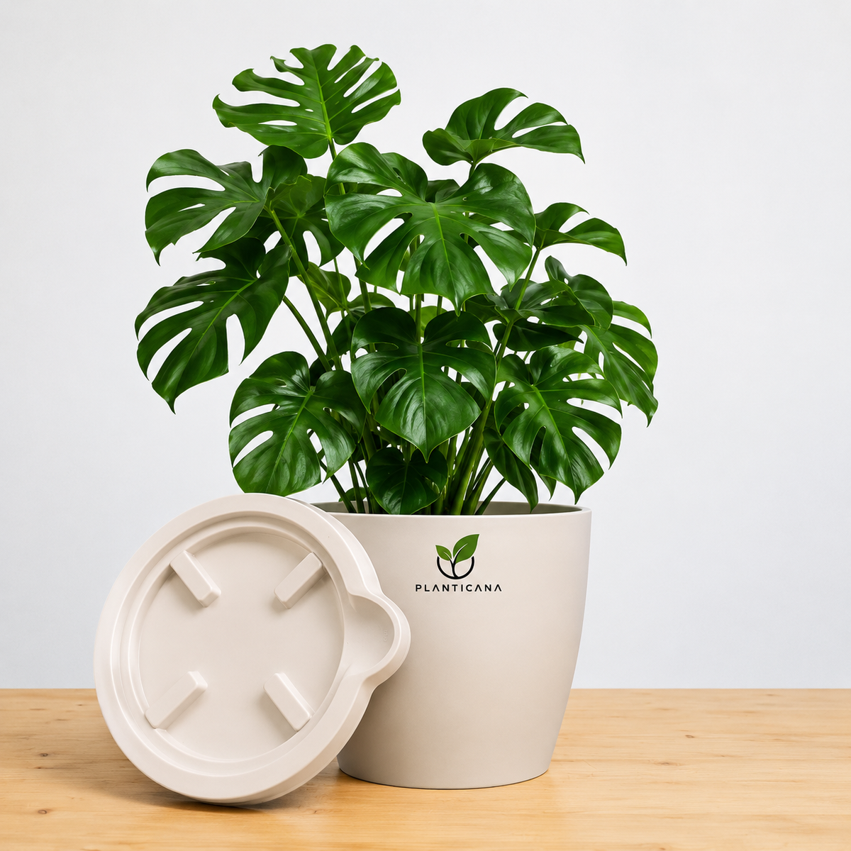 Monstera Deliciosa Plant in Planticana Self-Watering Pot