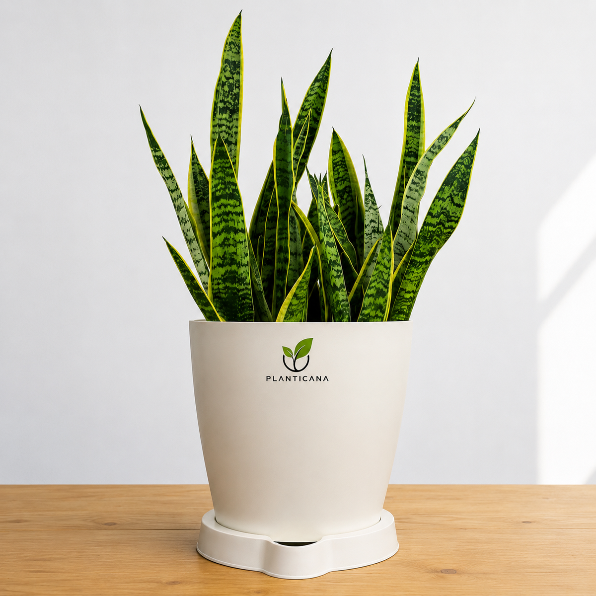 Golden Snake Plant (Sansevieria Laurentii) with Self-Watering Pot & Tray