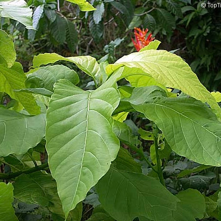 Pisonia Alba Plant
