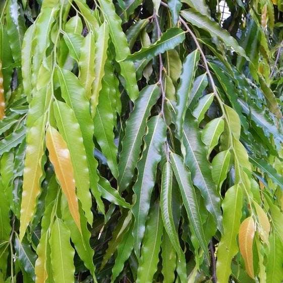 Asopalav Plant