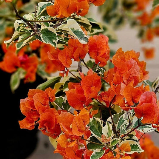 Variegated Orange Bougainvillea