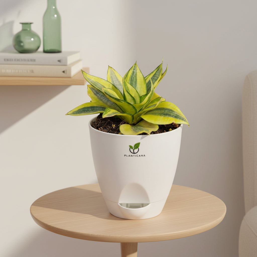 Sansevieria Golden Hahnii in Self-Watering Pot