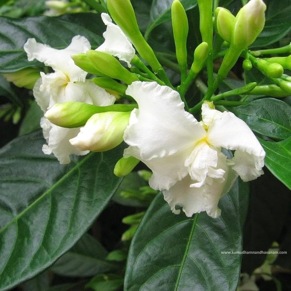 Crape Jasmine Double Plant