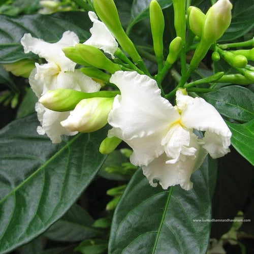 Crape Jasmine Double Plant