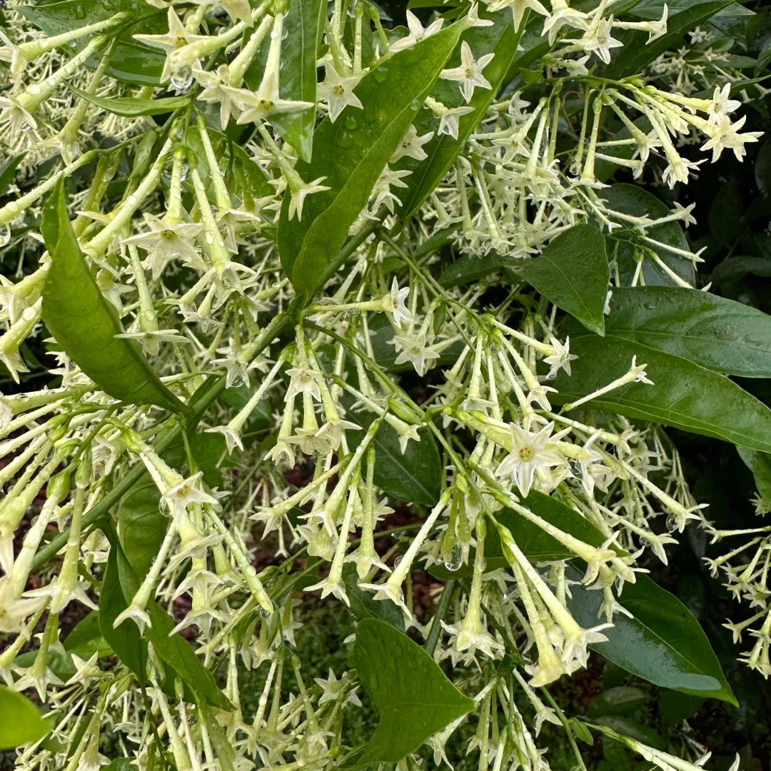 Raat Ki Rani (Cestrum Nocturnum) – Fragrant Flowering Plant