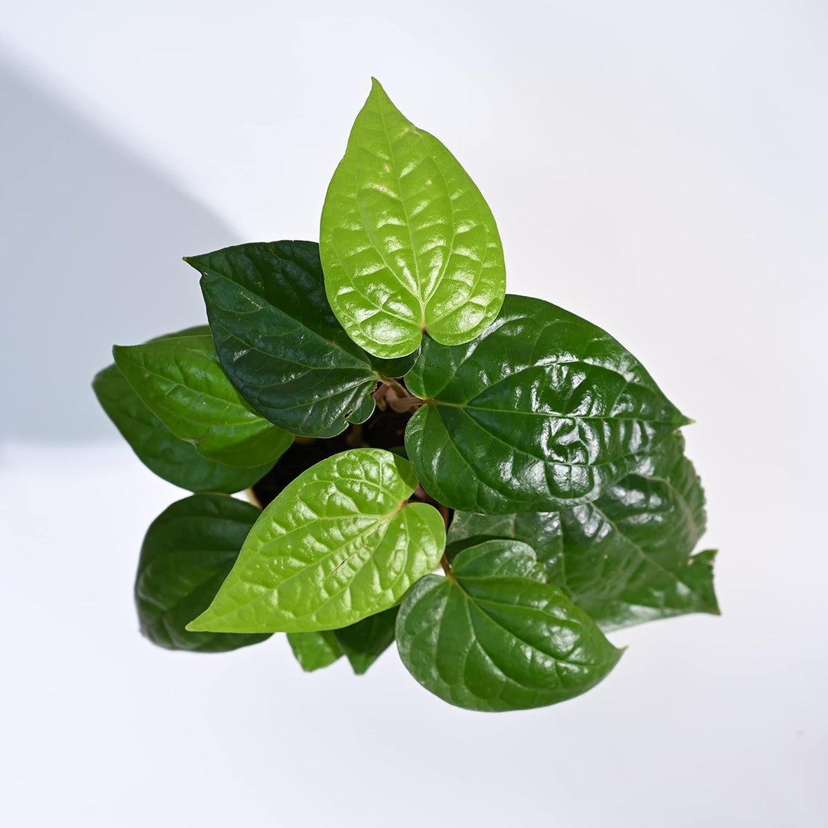 Paan Plant (Betel Leaf Plant)