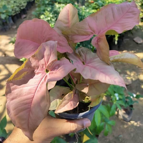 Pink Syngonium Plant