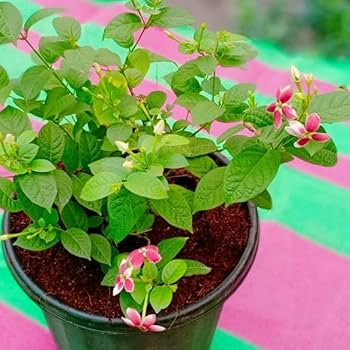 Madhumalti Dwarf Plant (Rangoon Creeper)