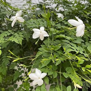 Jasmine Chameli Plant
