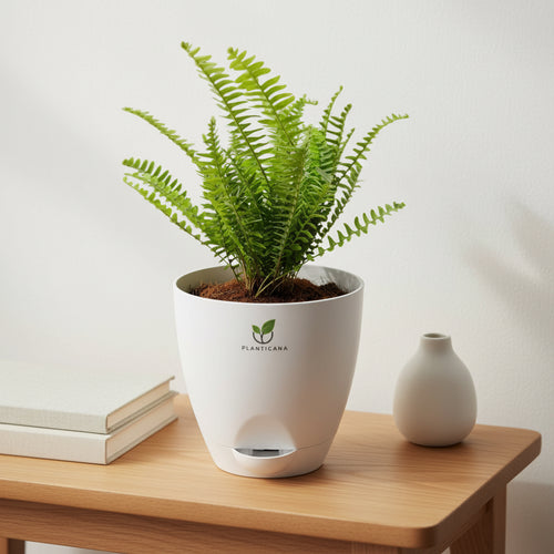 Boston Fern in Self-Watering Pot
