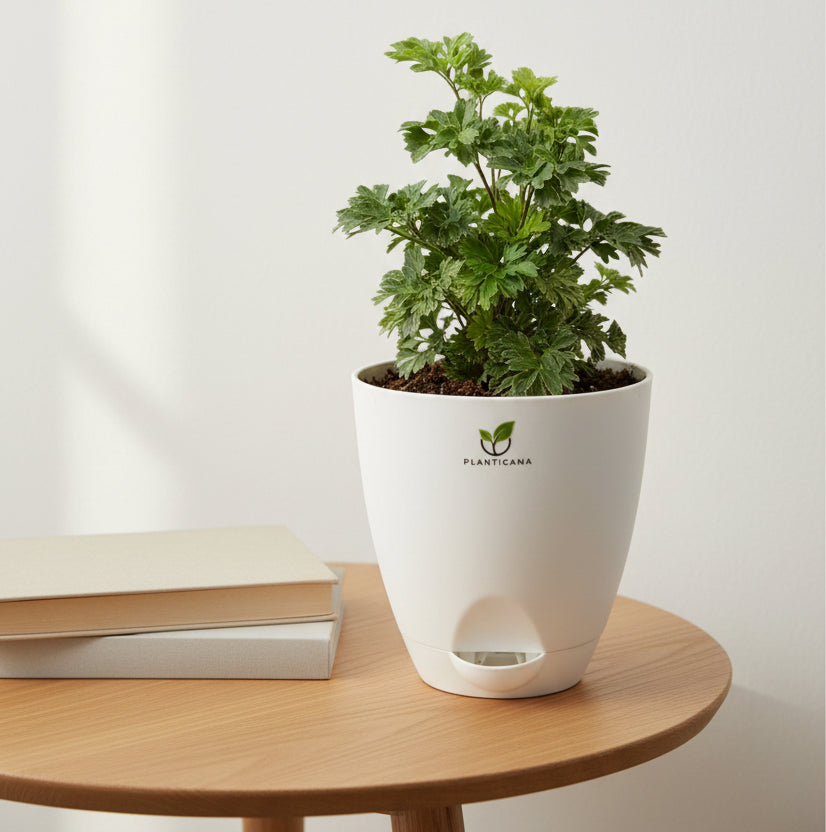 Aralia Plant in Self-Watering Pot