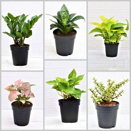 Planticana Green Combo Set of 6 Plants