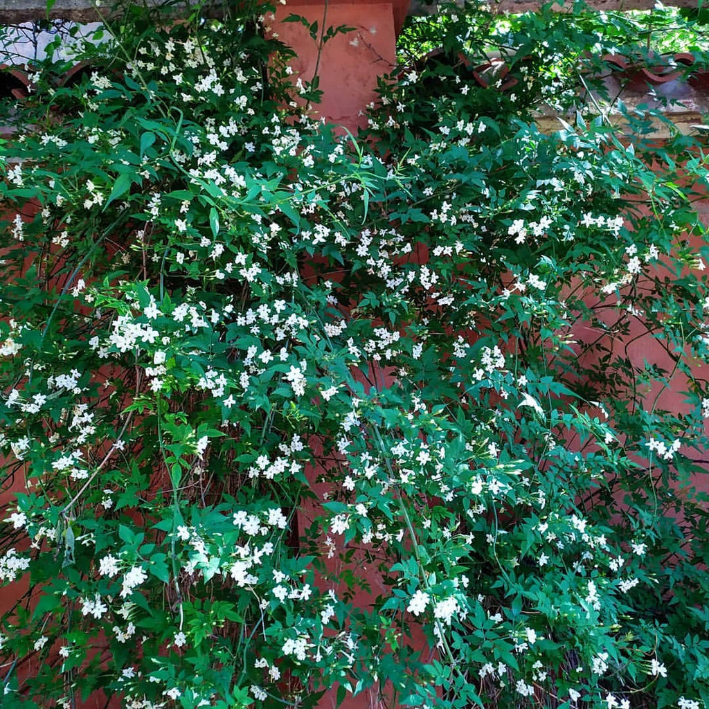 Jasmine Chameli Plant