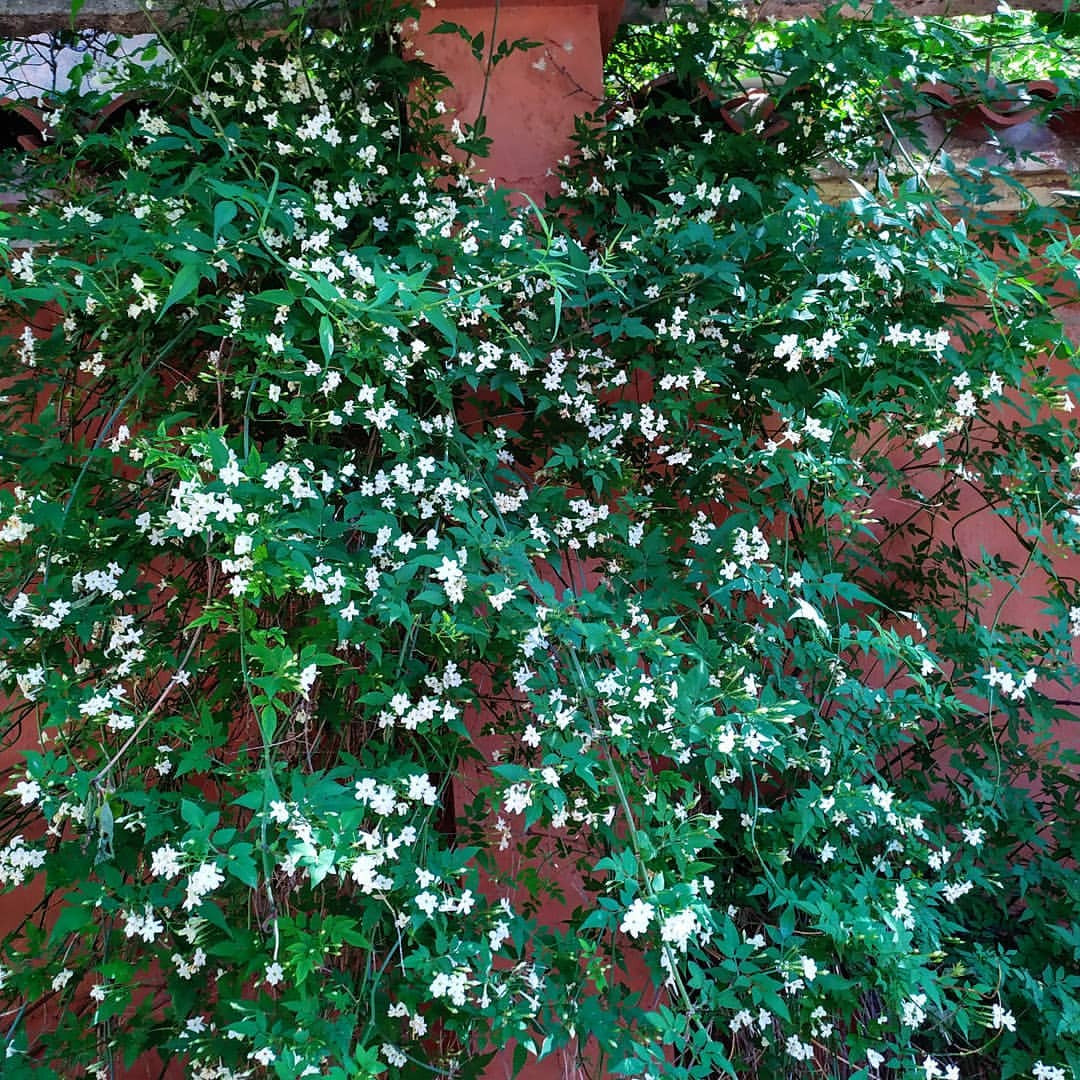 Jasmine Chameli Plant