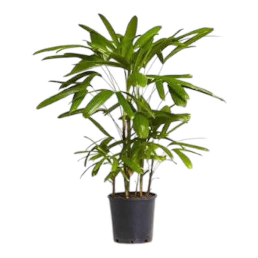 Rhapis Palm