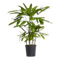 Rhapis Palm