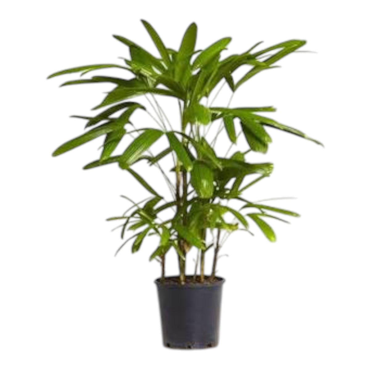 Rhapis Palm