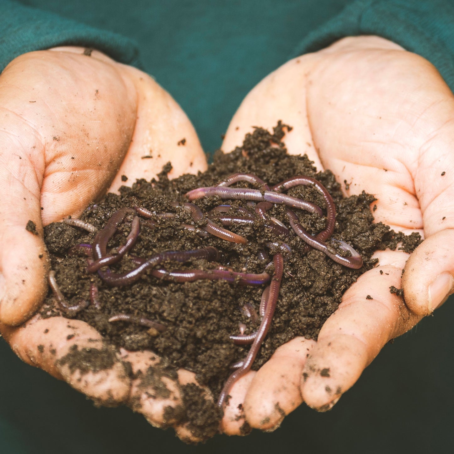Vermicompost (Organic Fertilizer)