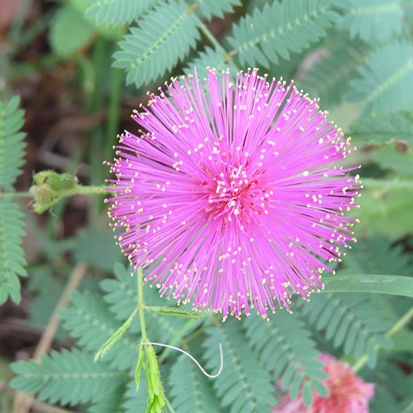Touch Me Not Plant