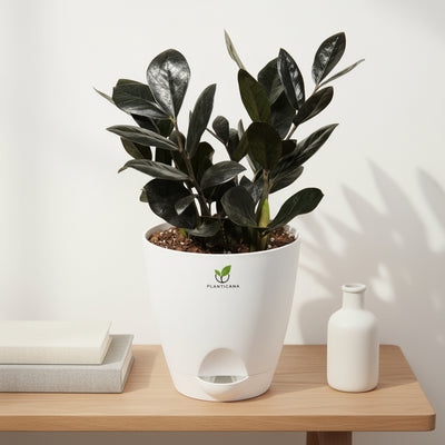 Raven Black ZZ Plant in Self-Watering Pot