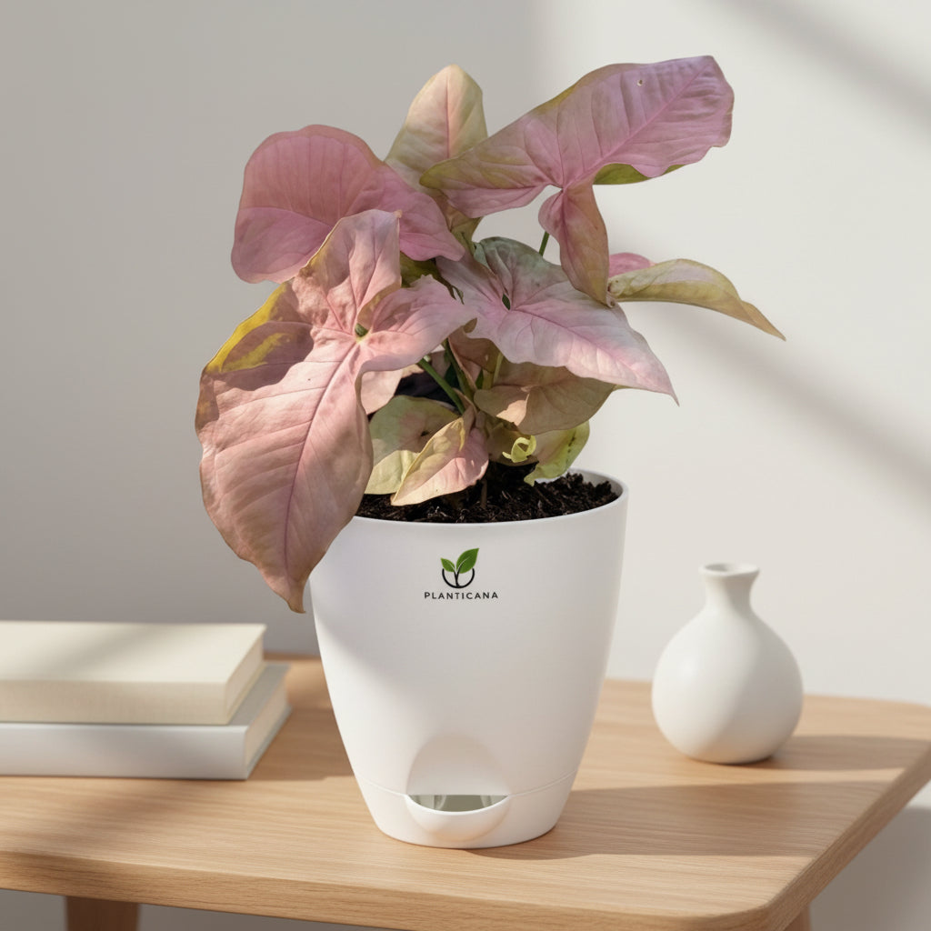 Syngonium Pink in Self-Watering Pot