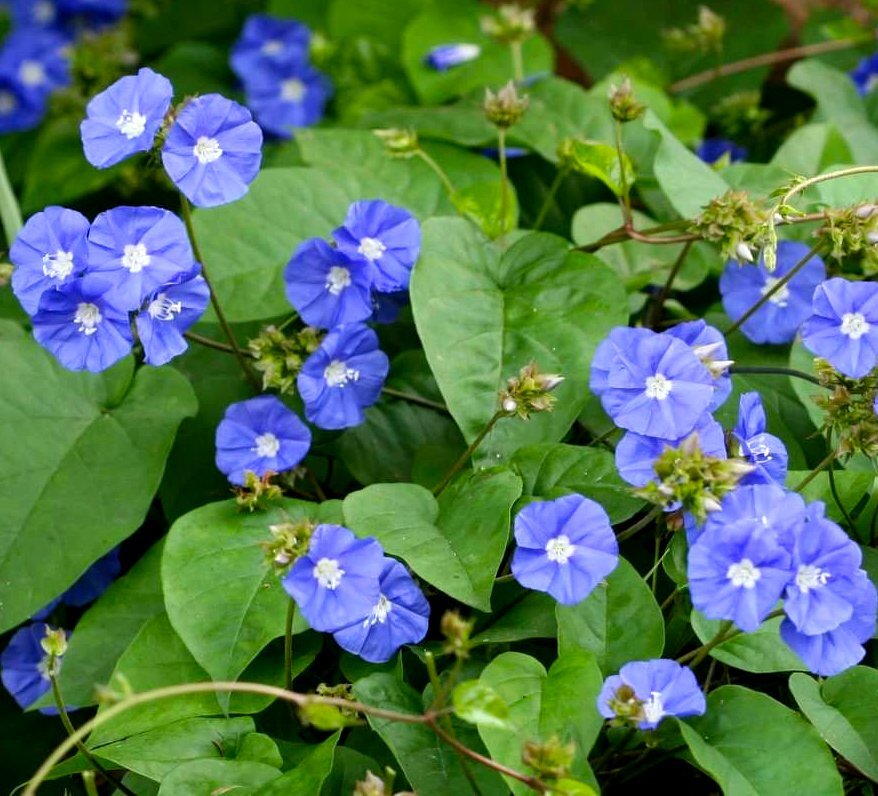 Sky Blue Flowering Vine