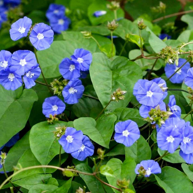 Sky Blue Flowering Vine