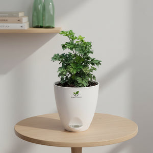 Aralia Plant in Self-Watering Pot