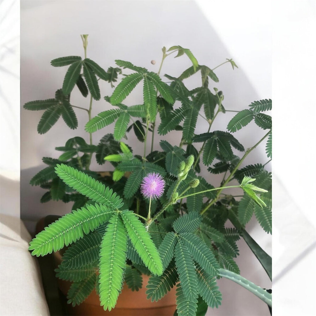 Touch Me Not Plant