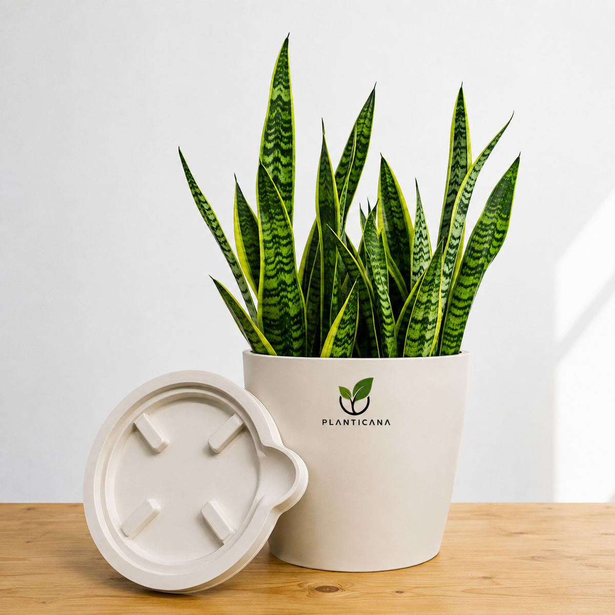 Golden Snake Plant (Sansevieria Laurentii) with Self-Watering Pot & Tray
