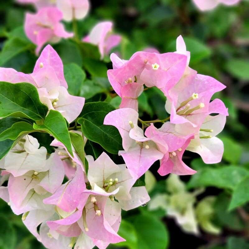 Pink & White Bougainvillea Plant