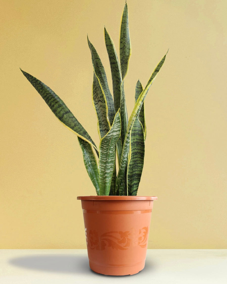 Snake Plant (Sansevieria Laurentii)