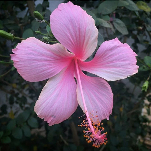 Dwarf Pink Hibiscus Plant (Dwarf Gulabi Gudhal)