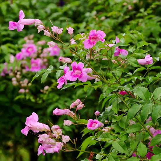 Pink Trumpet Vine Plant