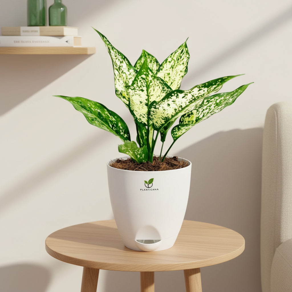Aglaonema Snow White in Self-Watering Pot