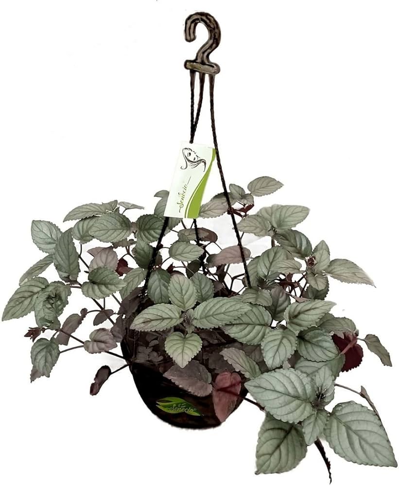 Red Ivy Hanging Plant