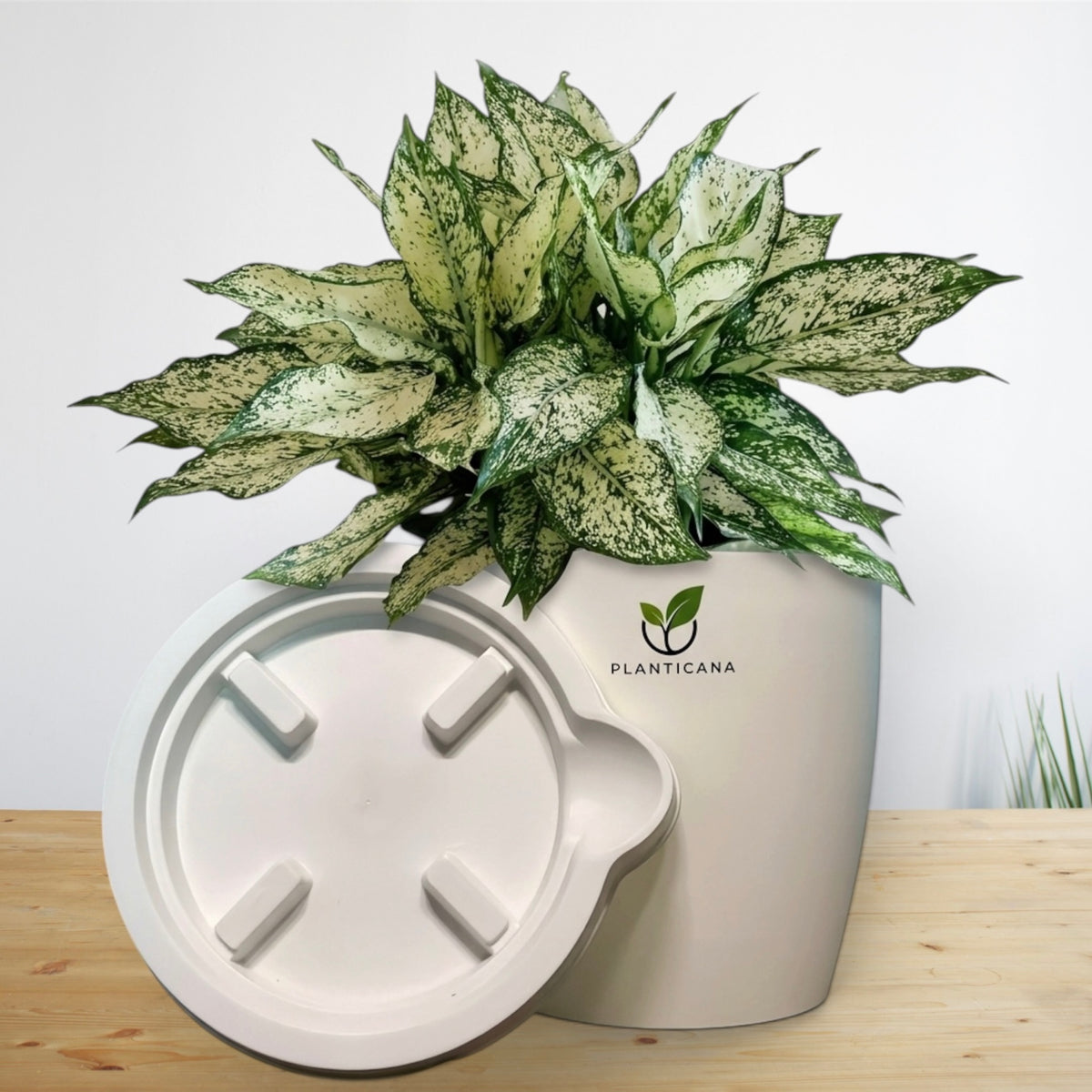 Aglaonema Snow White Self-Watering Pot & Tray