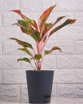 Red Aglaonema in Self Watering Pot