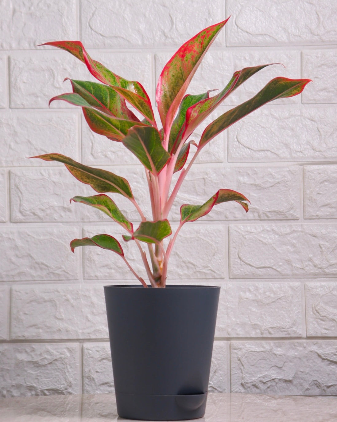 Red Aglaonema in Self Watering Pot