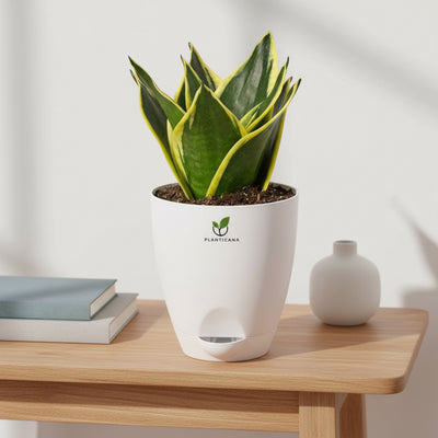 Golden Compact Snake Plant – Self-Watering Pot